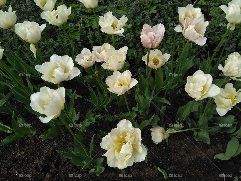 tulips flowers in the flowerbeds  spring time