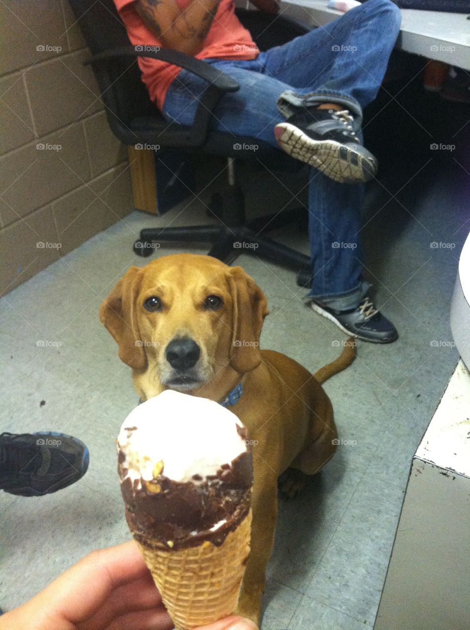 You better gimme that ice cream human! 