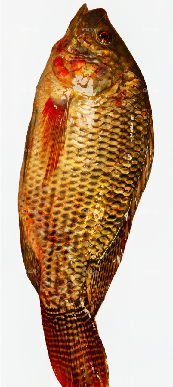 Mozambique Tilapia Fish