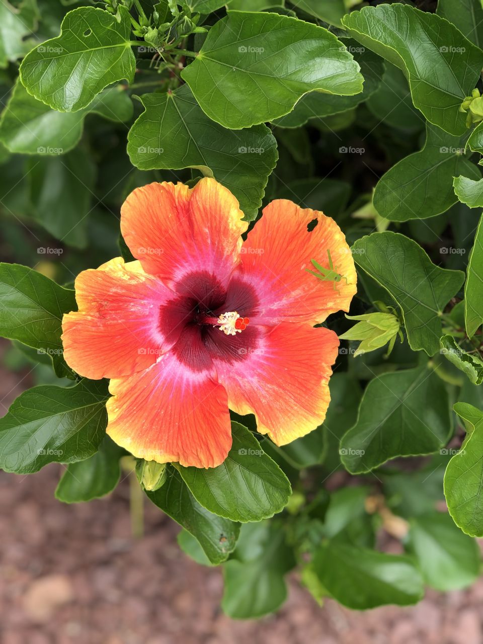 Fiesta Hibiscus with grasshopper 