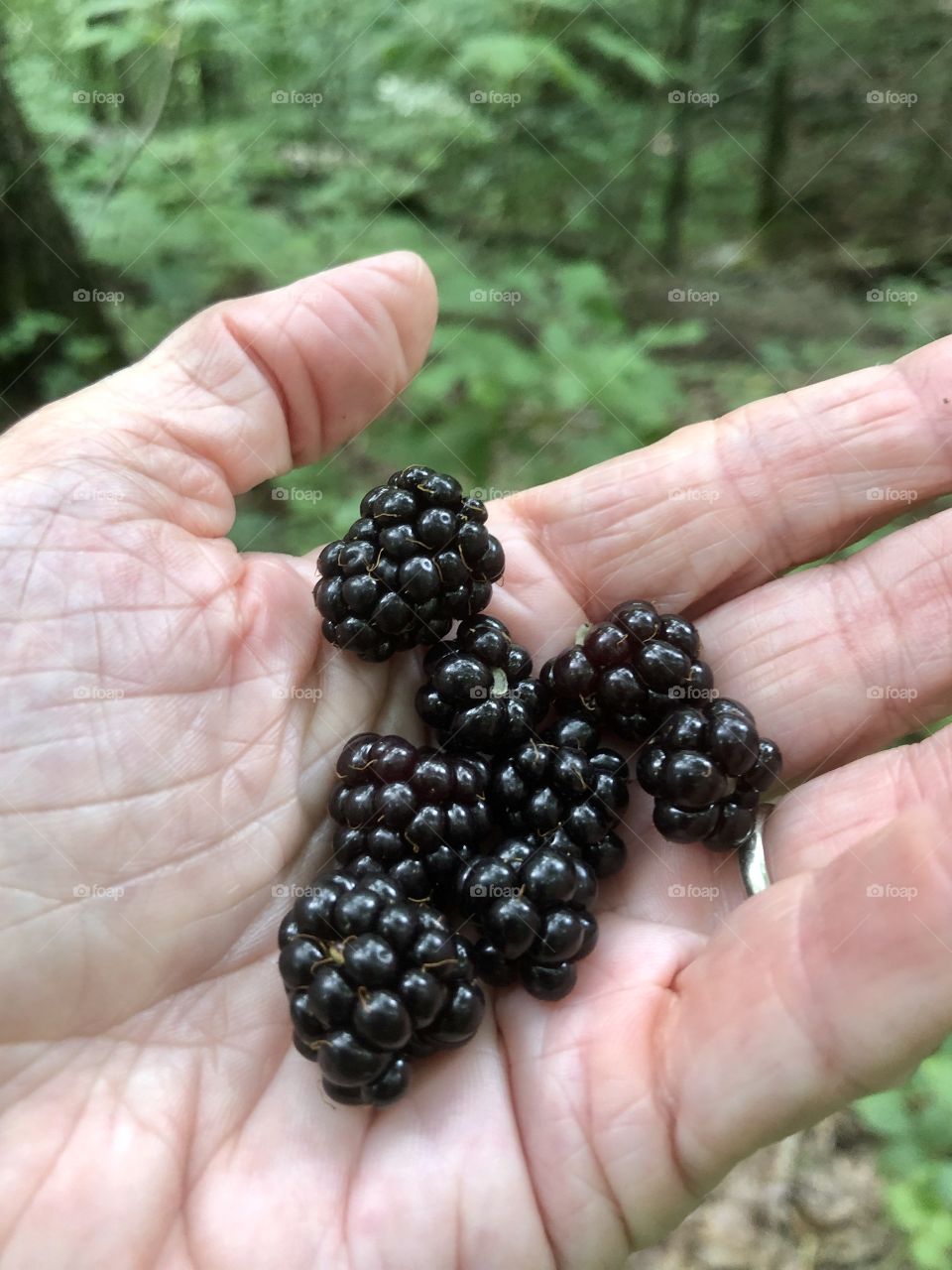 Foraging for fresh blackberries 
