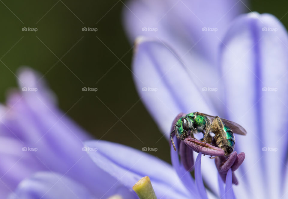 wild wasp pollinating purple flower