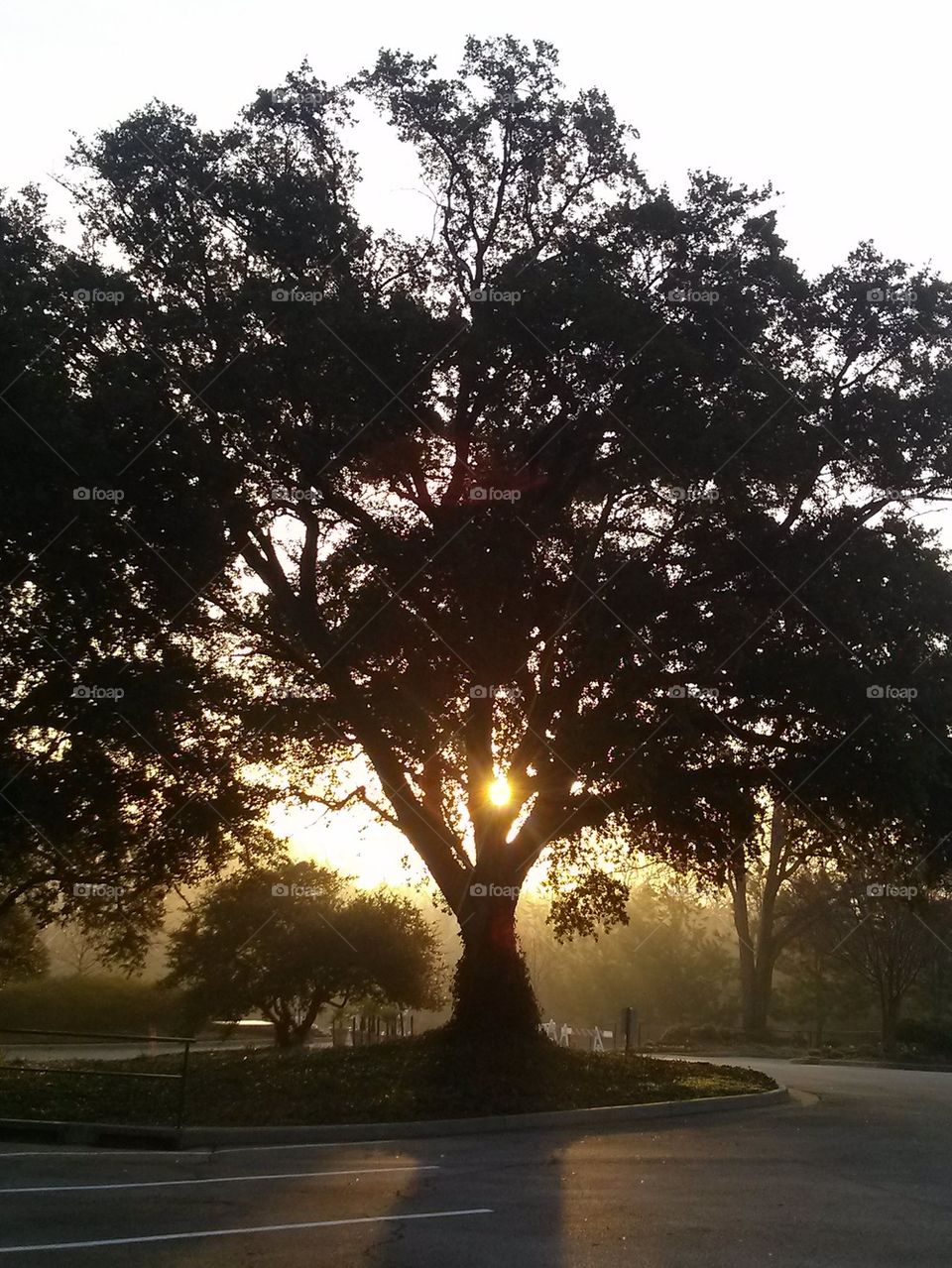sunlight thru tree