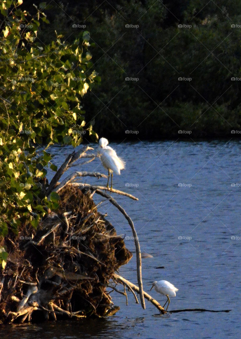 Snowy Egrets