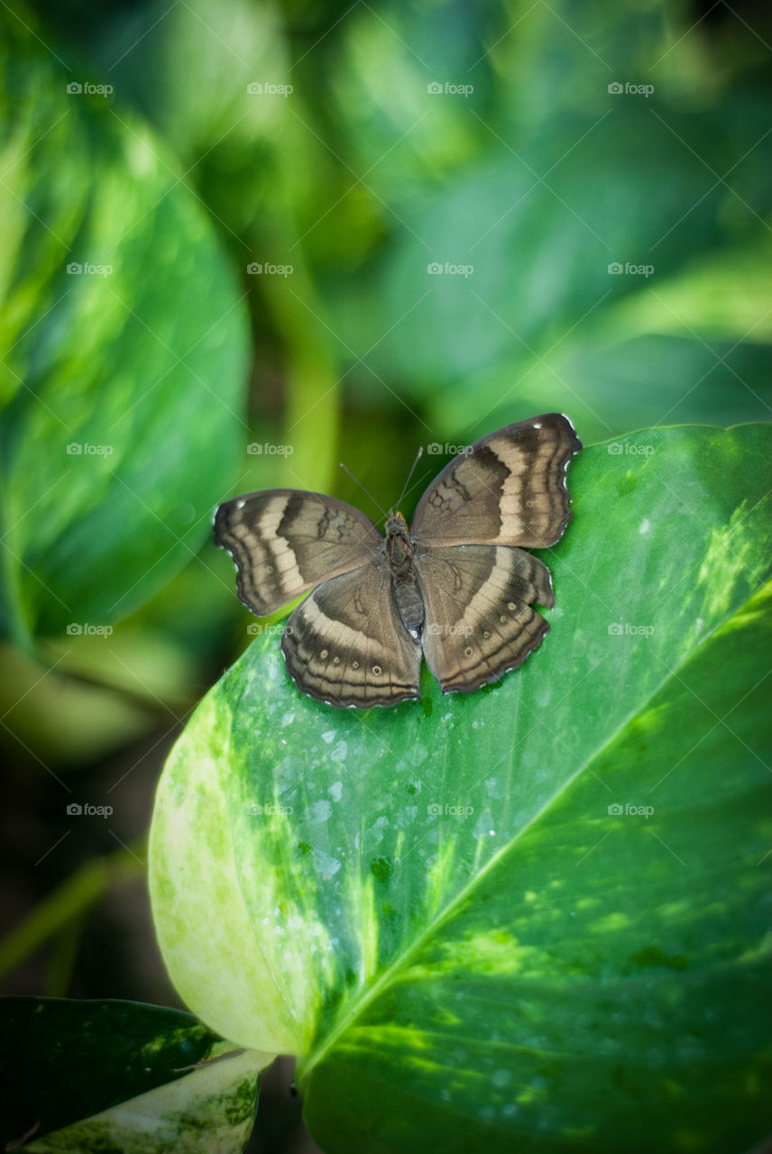 Brown Butterfly on a Leaf