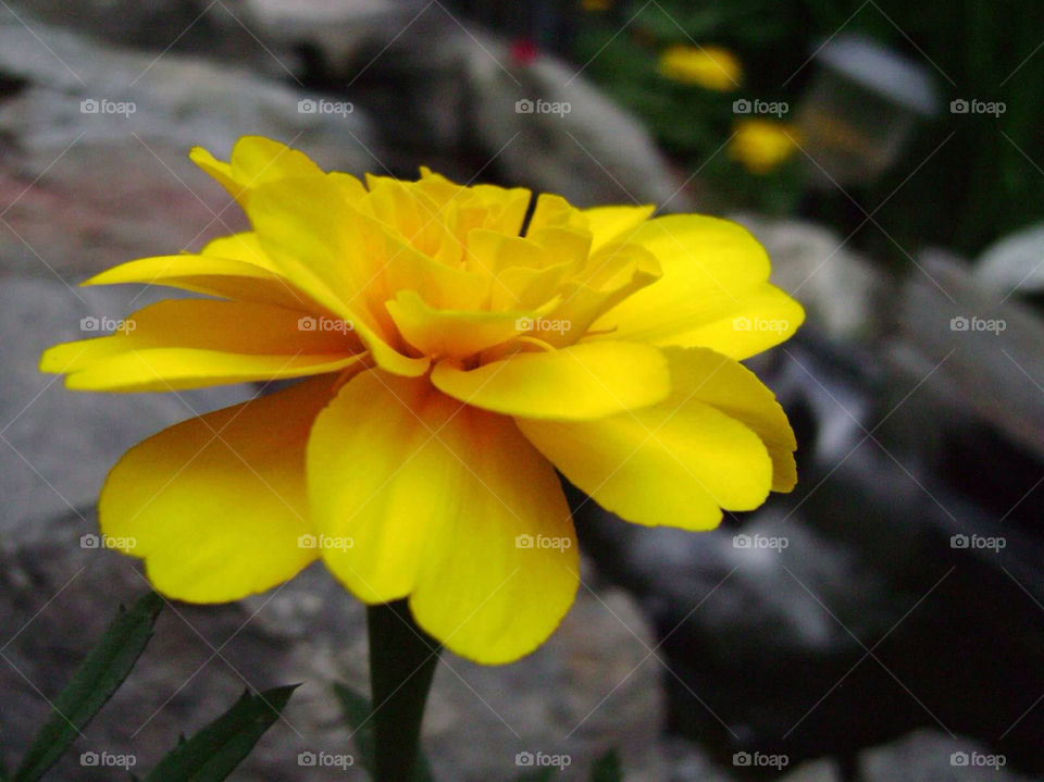 yellow nature flower rocks by jmh