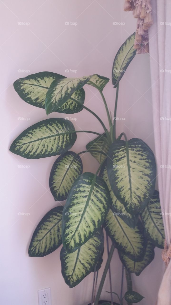 Green indoor plant