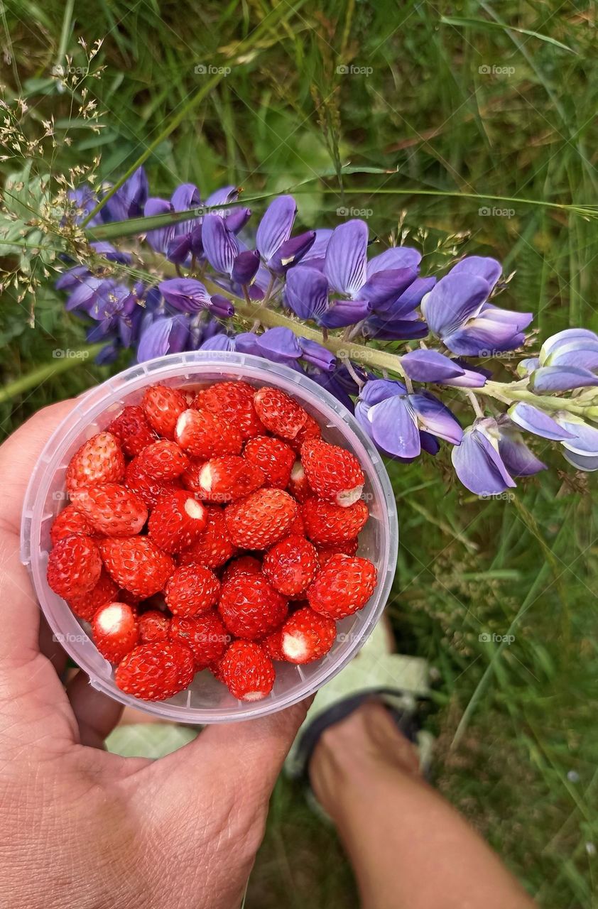 tasty ripe wild strawberries in the female hand and purple flowers green background, summer time