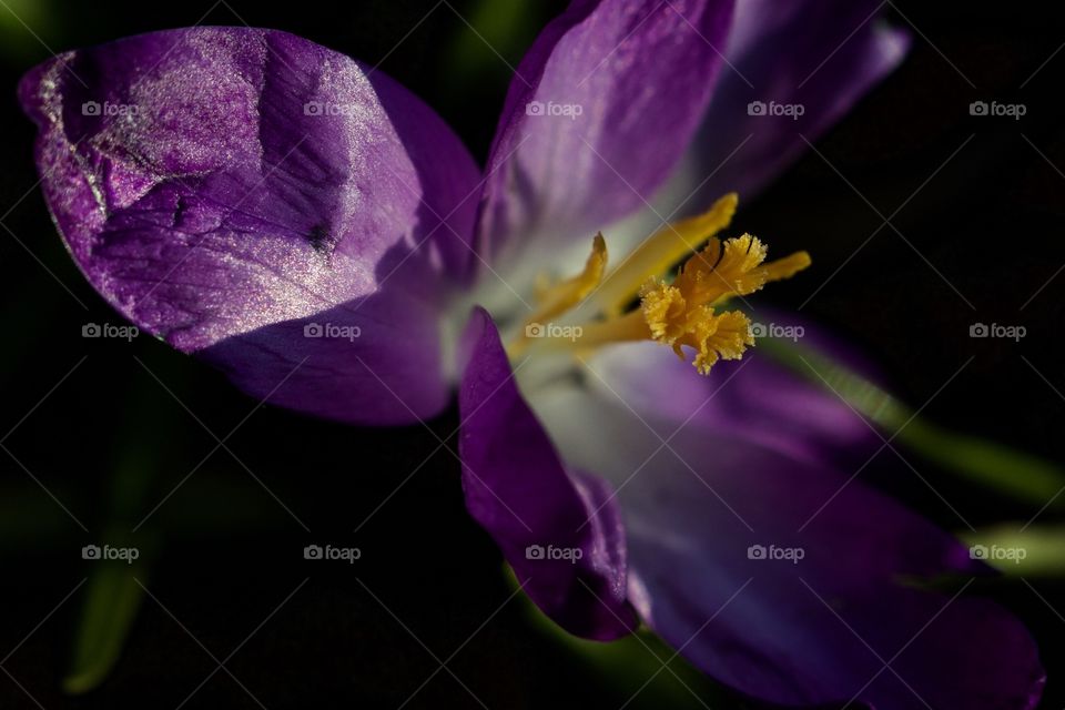 Extreme close-up of flower