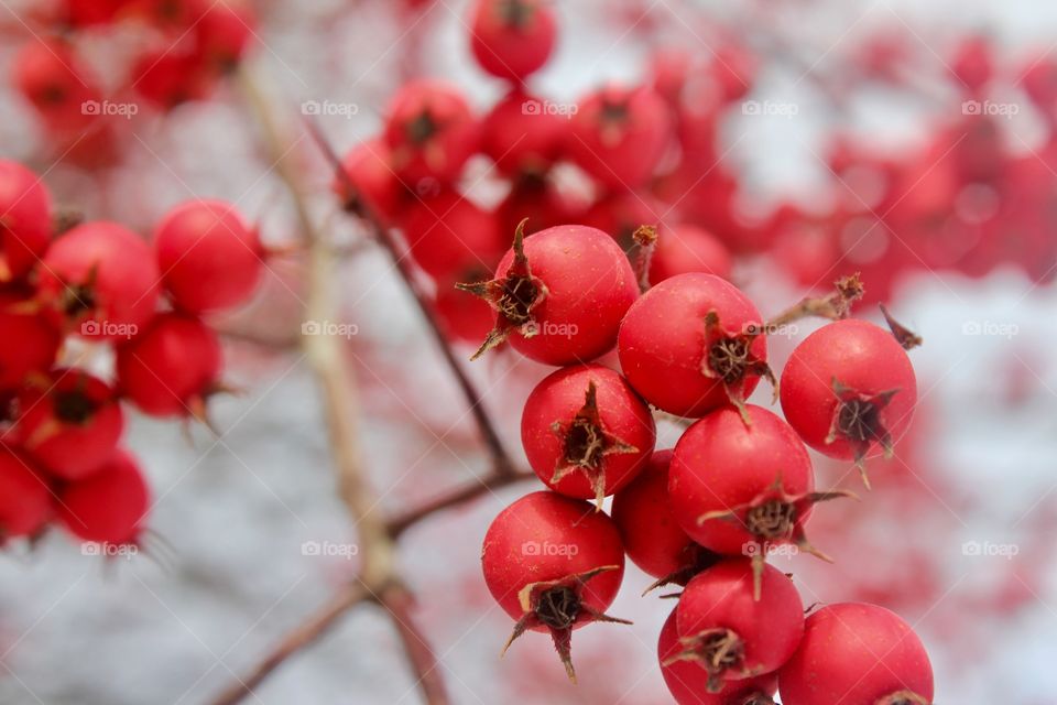 Close-up of red berry fruit