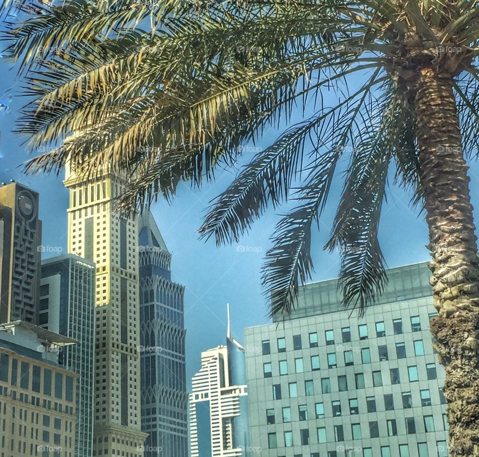 Buildings behind Palm tree