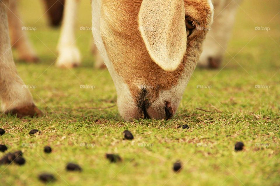 A sheep munching grass in Pattaya Thailand sheep farm