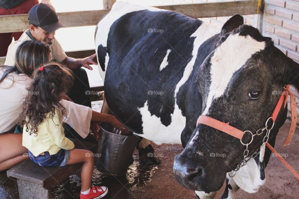 Child learning how to get milk from a cow