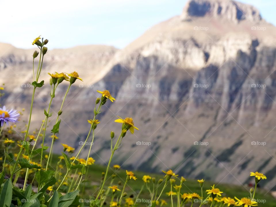 View of wild flowers and mountains at Logan's Pass in Glacier National Park