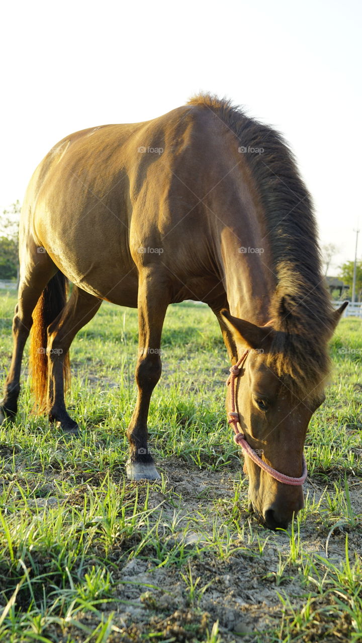 Horse  at the grass field 