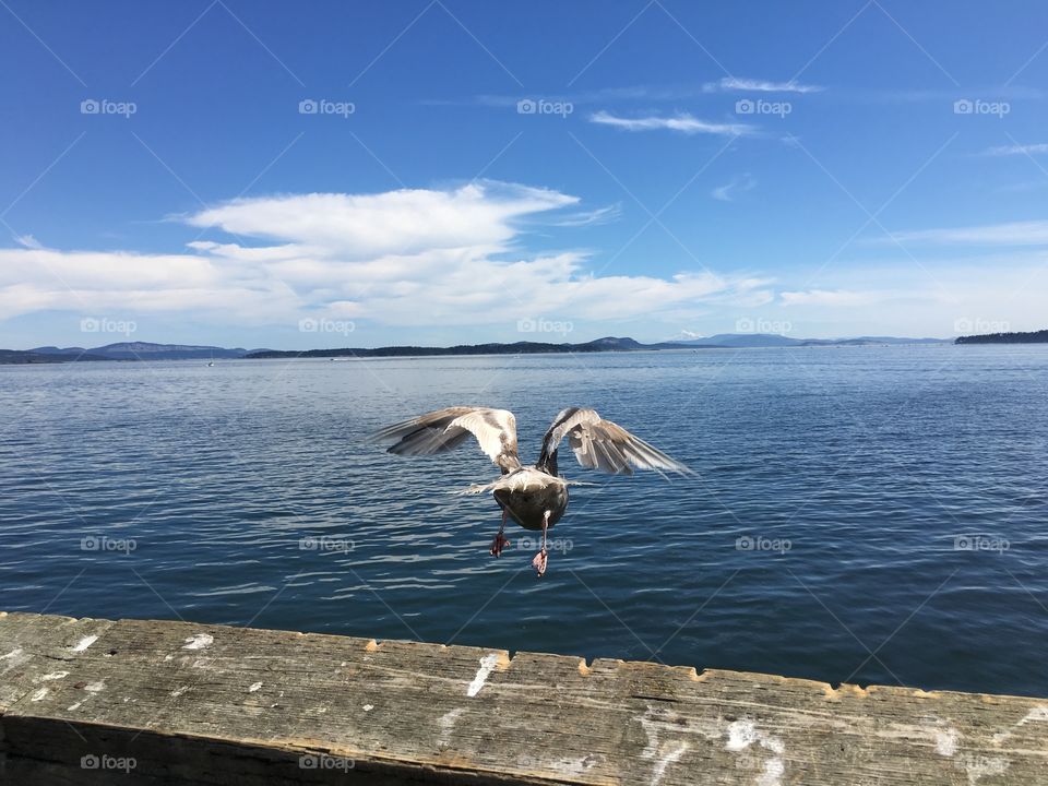 Seagull spreading his wing over ocean