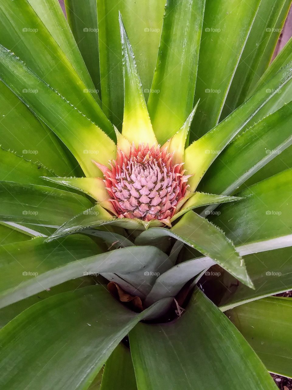 pineapple