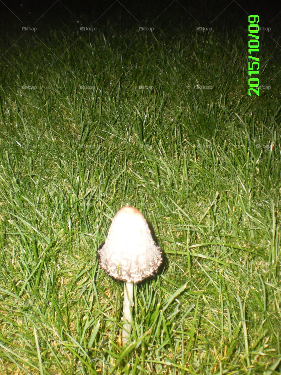 Mushrooms Pilze bei Nacht