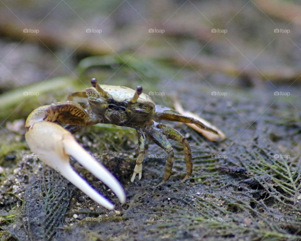 Fiddler crab close up