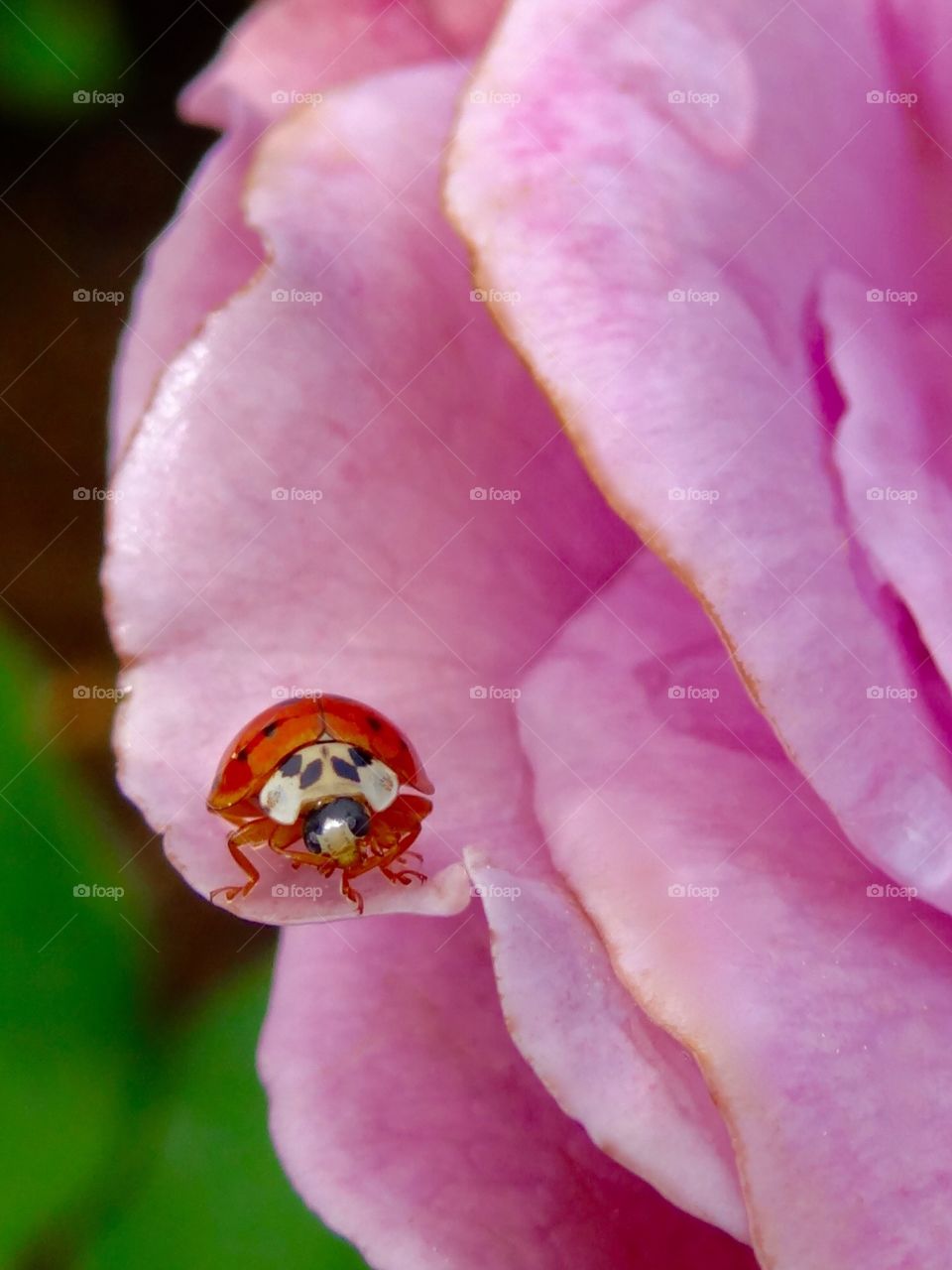 smiling ladybug on rose. Ladybug smiling happily white walking along a purple rose petal. Such a cute face!