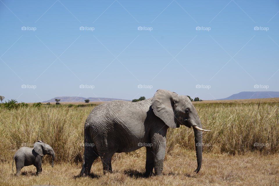 Elephants 