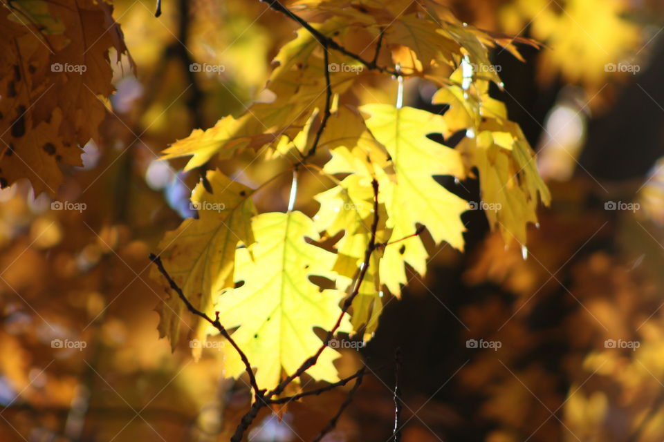 Yellow leaves