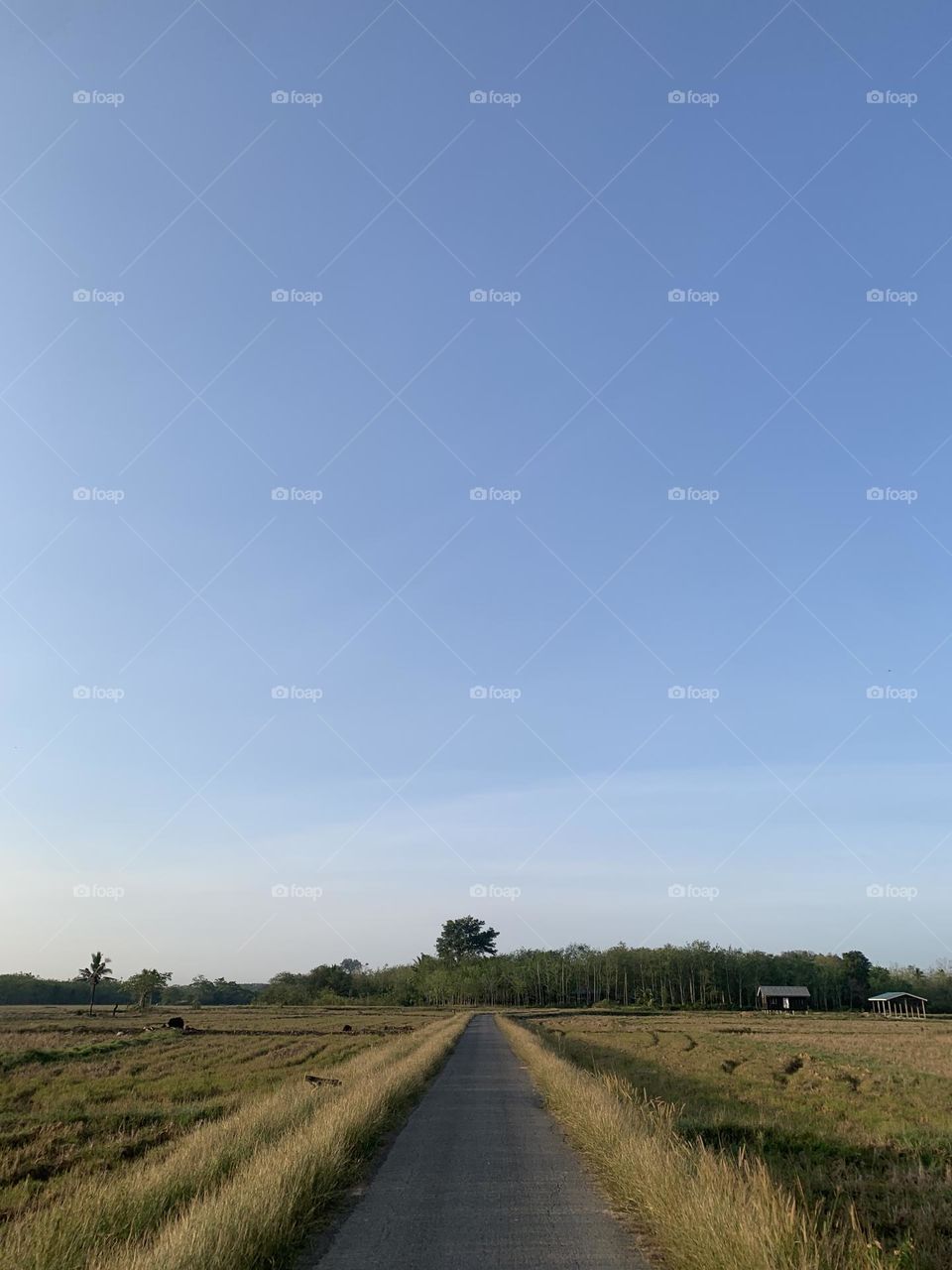 Village pathway in paddy field 