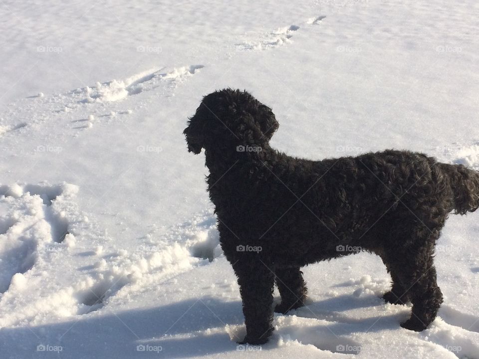 Dog in Snow