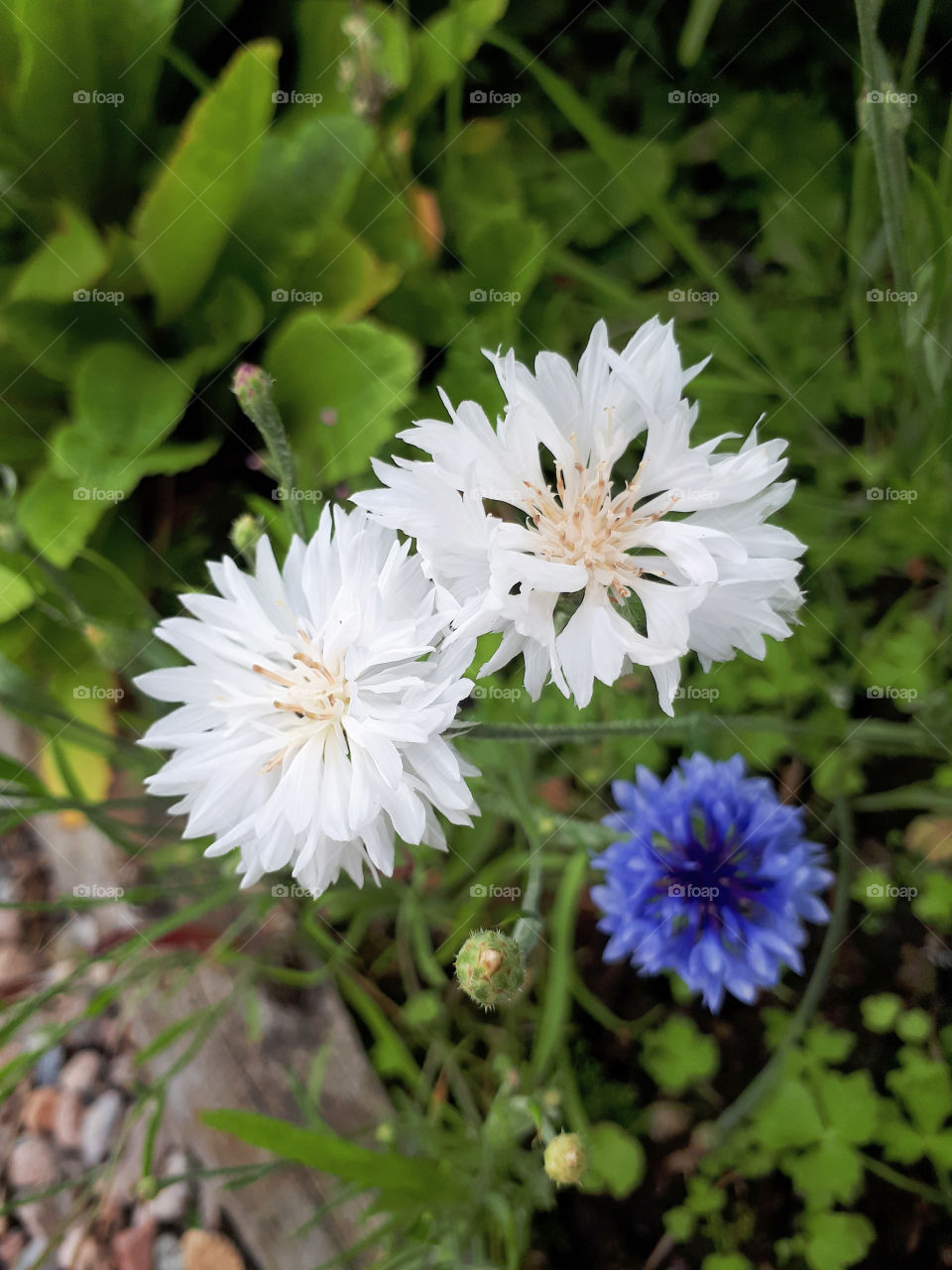 White and Blue Cornflowers