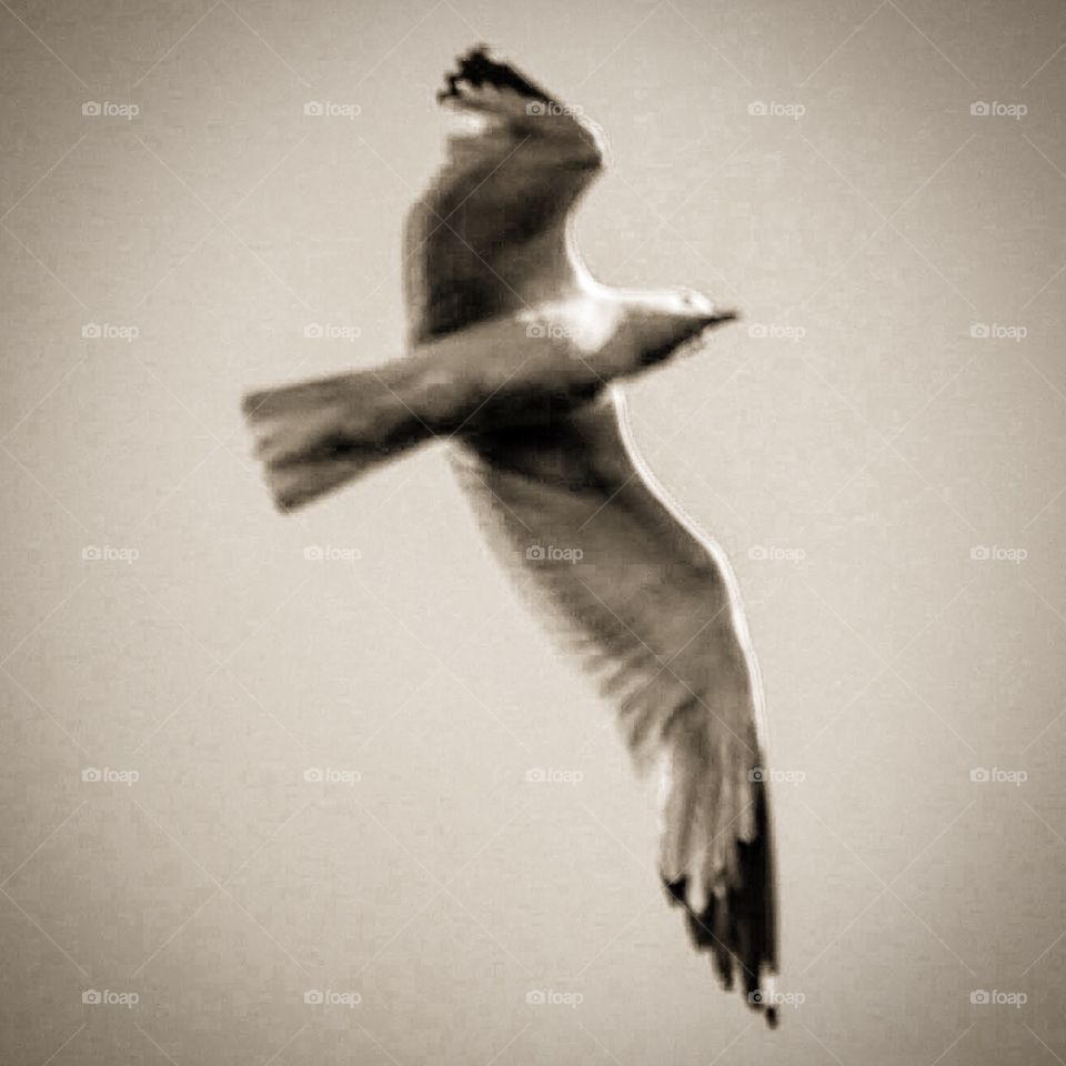 Black and white seagull flying 
