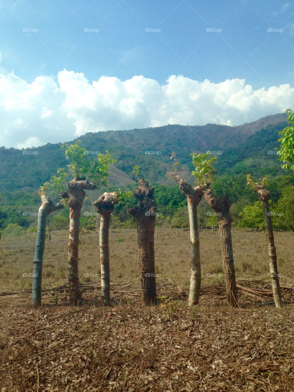Costa Rica Mountains. They use live trees for their fences