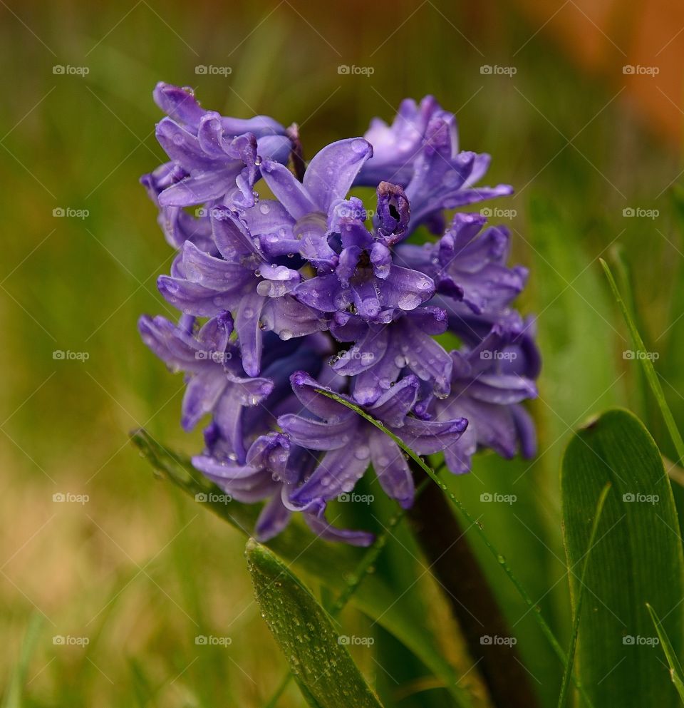 Purple flower