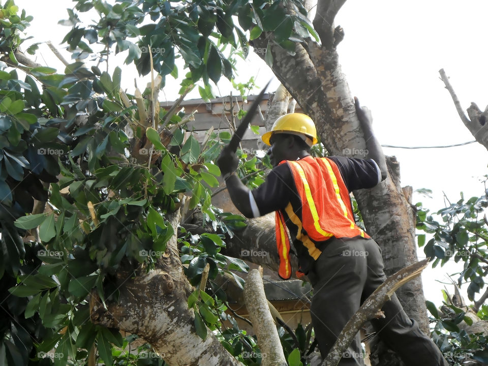 Pruning Trees