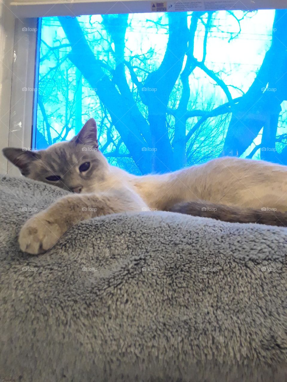 Siamese Tabby Cat relaxing in the window Gray blanket and blue windiw