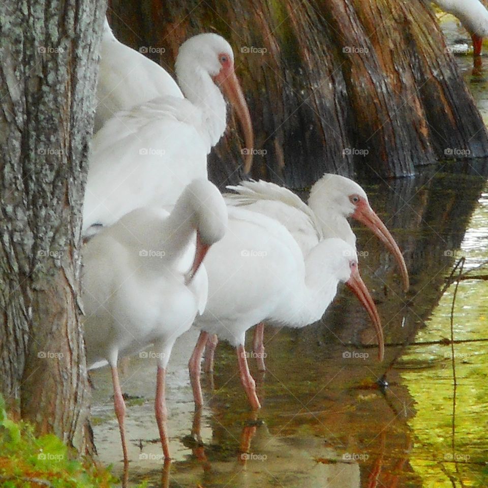 A flock of ibis stands in the shallow water between trees and gets a drink of water at Lake Lily Park in Maitland, Florida.