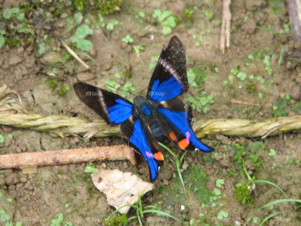 nature blue butterfly pretty by izabela.cib