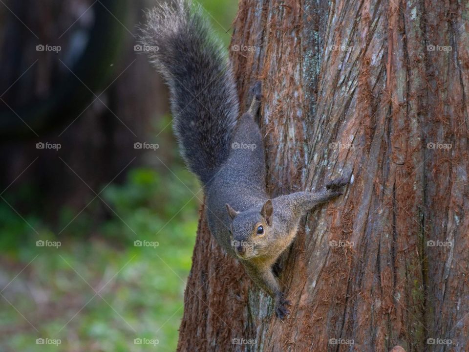 adorable brown and tan squirrel hanging on the side of a tree looking at the camera