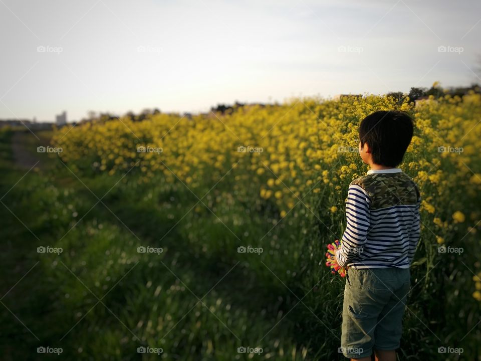 Sunset at a field of flowers