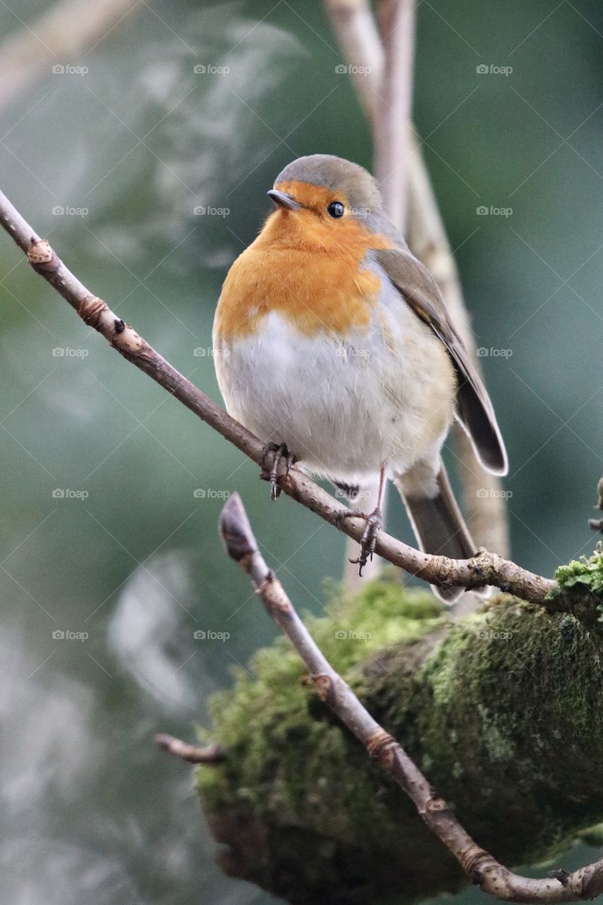 Robin
