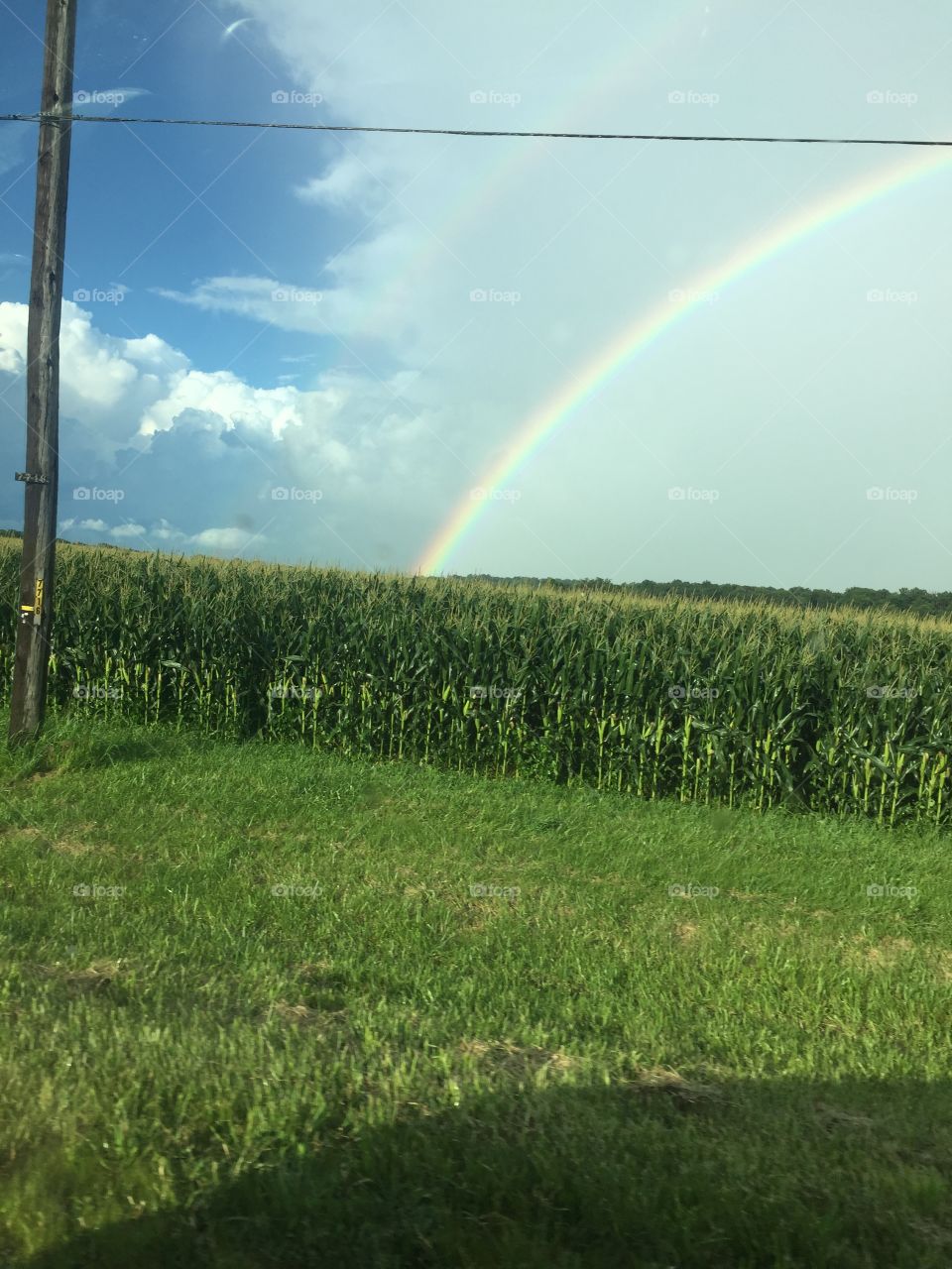 Corn rainbow 