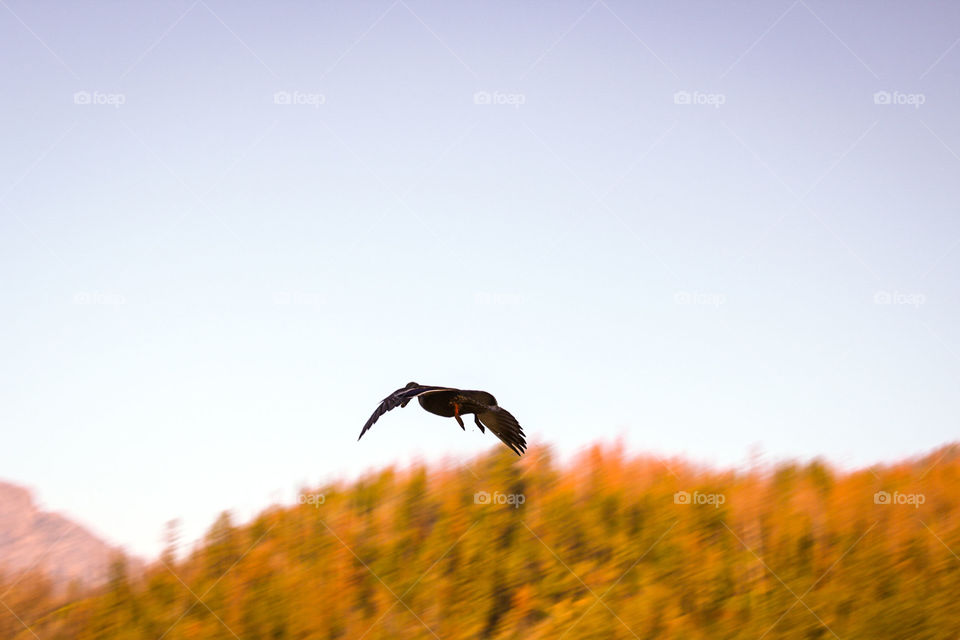 Mallard in flight