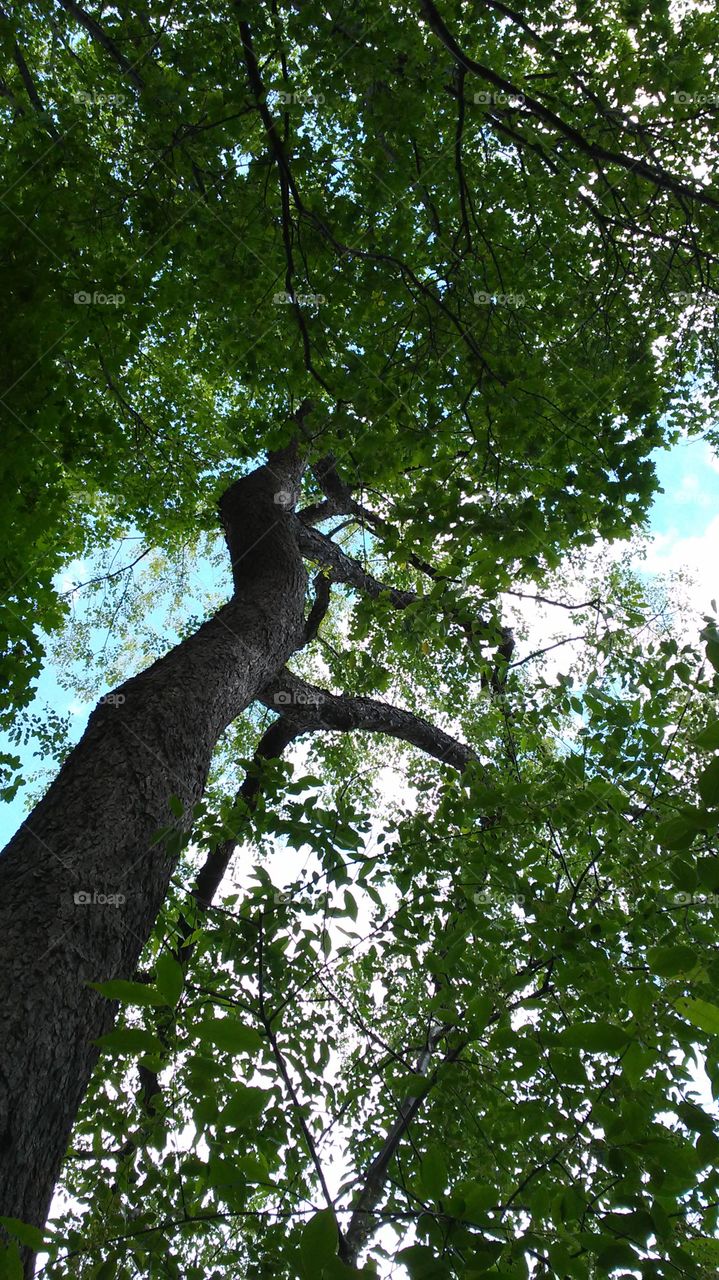 spring. trees. green. fresh