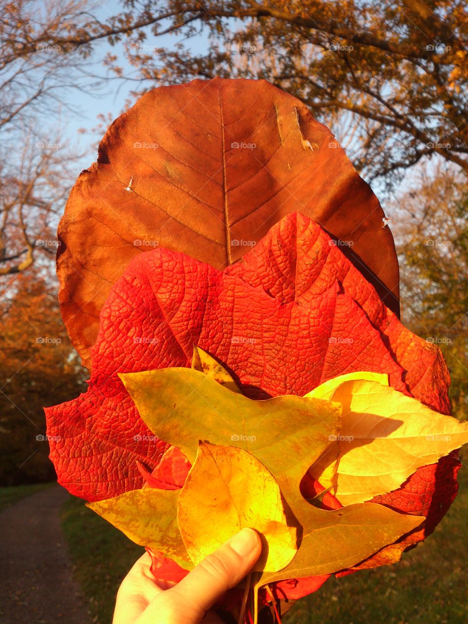 Picked leaves in all sizes. Picked leafs in all sizes