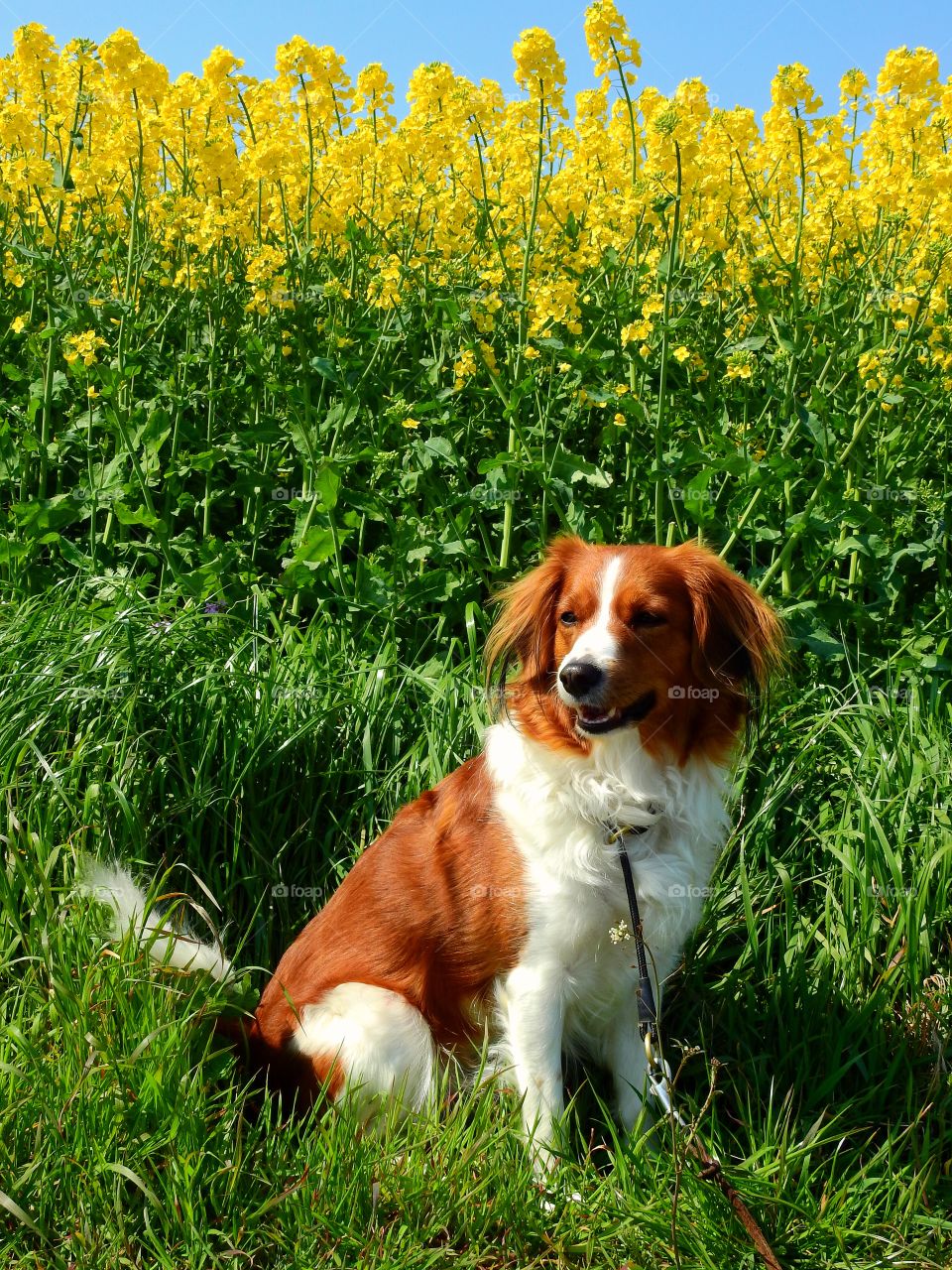 Kooiker hondje in rapeseed field