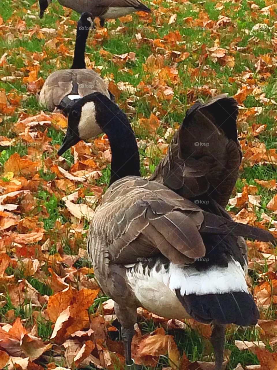 Autumn is here! Canada geese almost ready to fly south! 