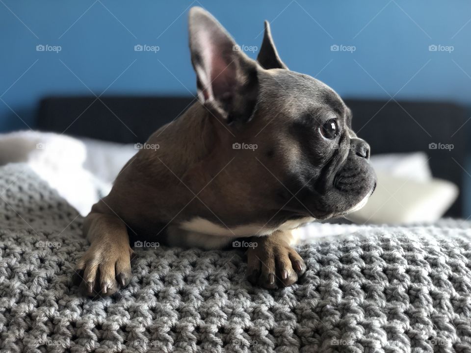 French bulldog resting on bed in morning light looking out window