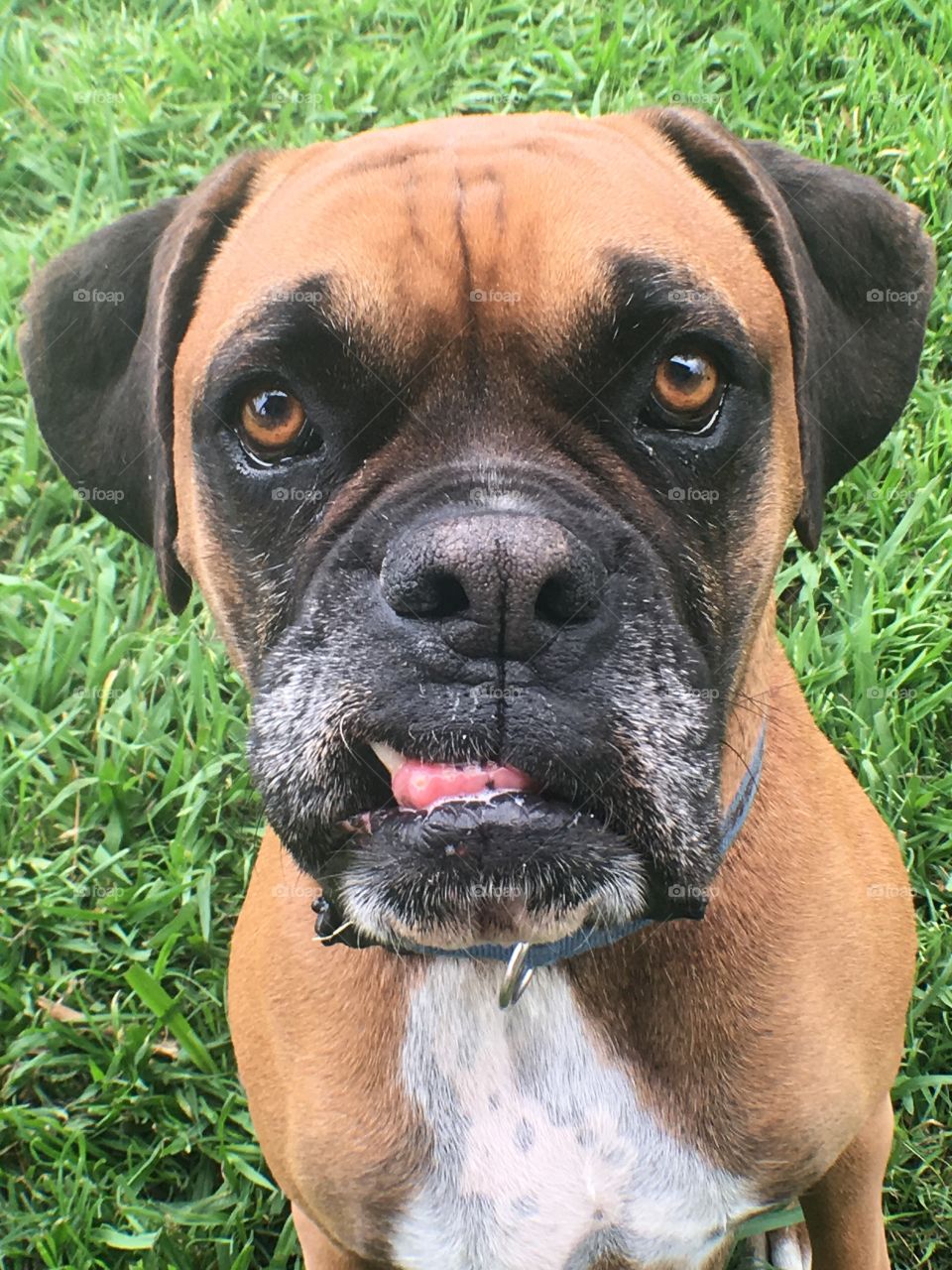 Boxer dog in the grass 