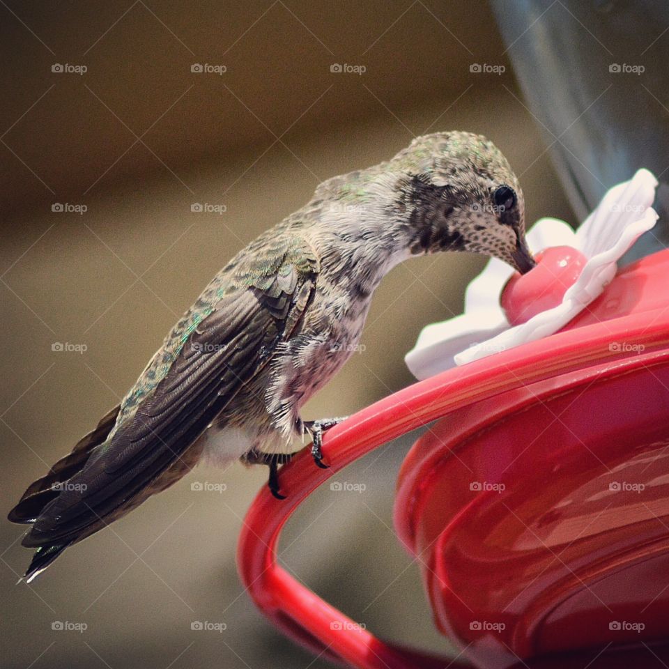 Hummingbird getting a drink 