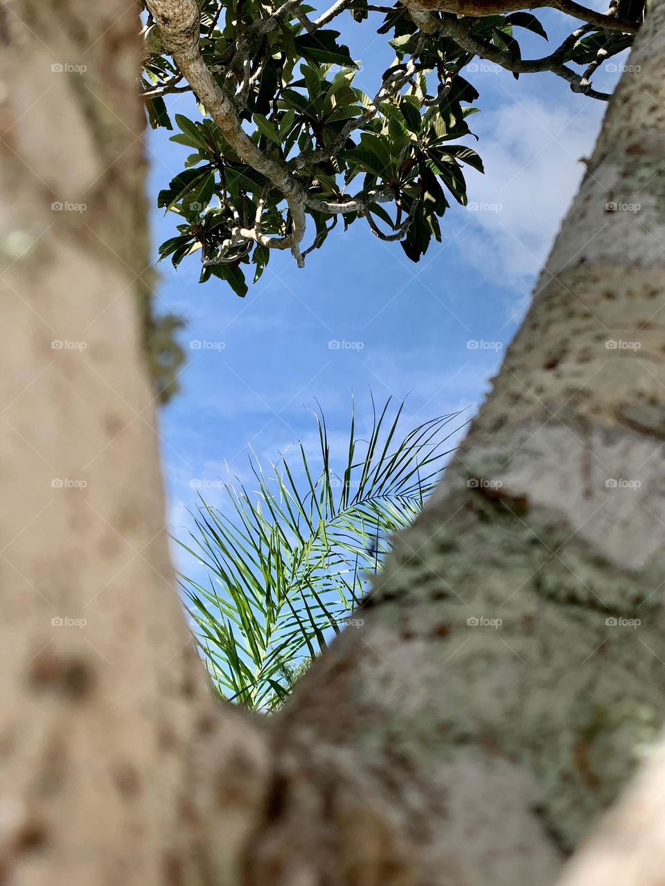 Top Of Branches From Trees Looking Up At The Sky Also, Framed With Citrus Tree Trunk And Branch.