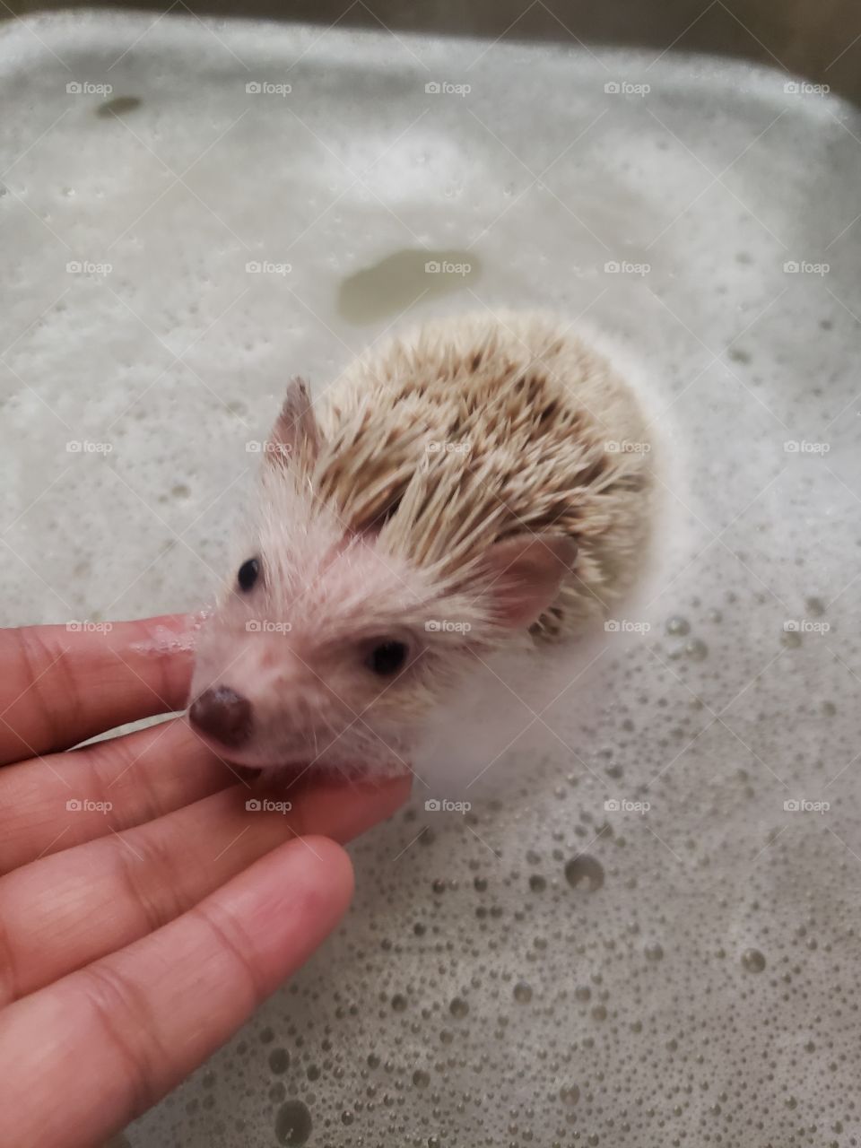 hedgehog bath in the kitchen sink